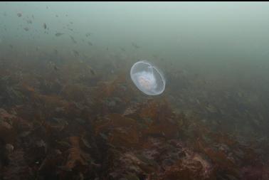 jellyfish and perch in shallows
