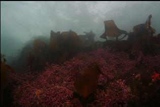 CORRALINE ALGAE