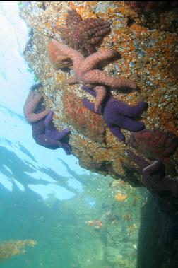 seastars under shallow overhang