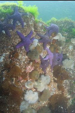 seastars and anemones near surface