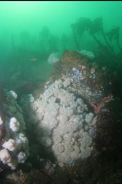 small anemones and stalked kelp