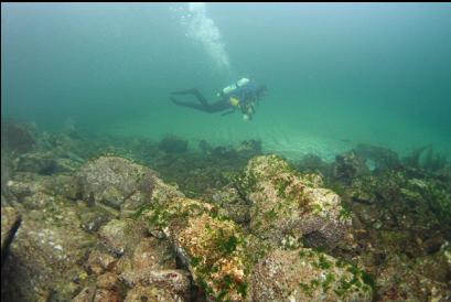 swimming over sand at base of rocky slope in bay