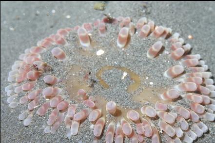 anemone in the sand