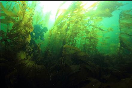 giant kelp