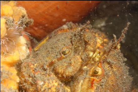 mating crabs