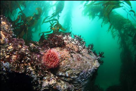 fish-eating anemone