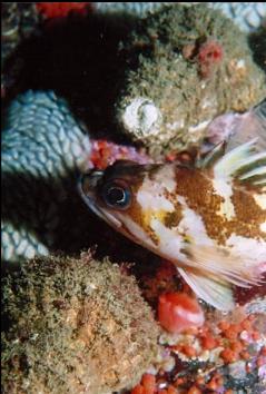 YOUNG COPPER ROCKFISH