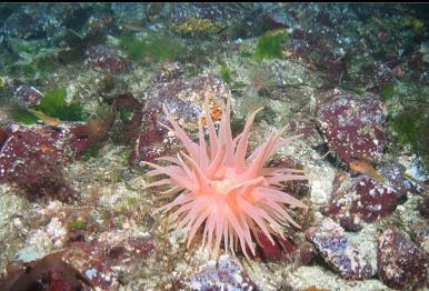 CRIMSON ANEMONE