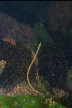 PIPE FISH