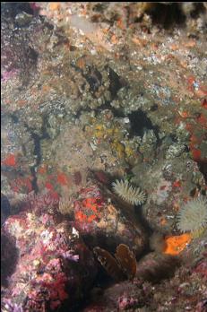 ANEMONES UNDER BOULDER