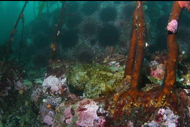cabezon and stalked kelp