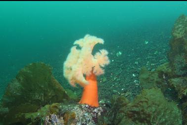 plumose anemone