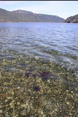 seastars under water