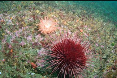 urchin and crimson anemone