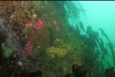 kelp greenling in shallows