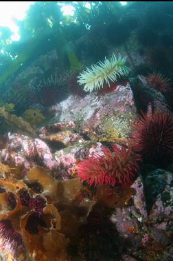fish-eating anemones in shallows