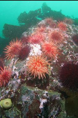 crimson anemone and urchins