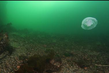 moon jelly