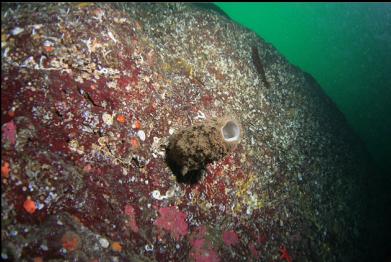 boot sponge on wall to the left