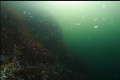 moon jellies