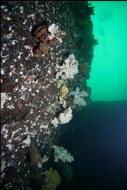 sponges on wall