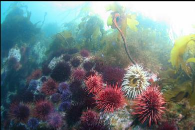 fish-eating anemone and urchins