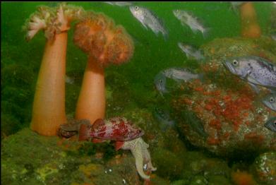 cropped close-up of vermilion rockfish