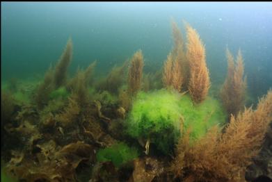 seaweed in shallows