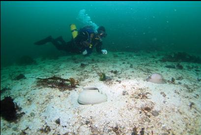 moon snail and egg casing