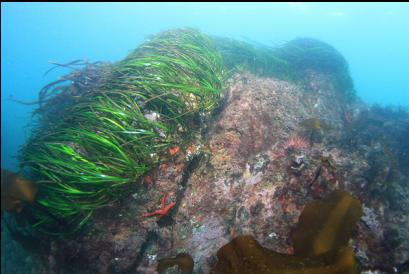 surf grass on top of reef near shore