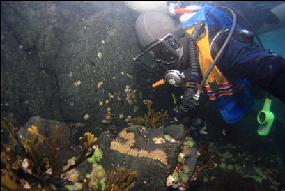 small anemones under boat