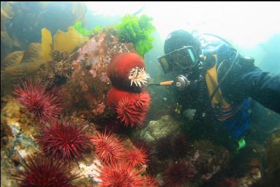 fish-eating anemones