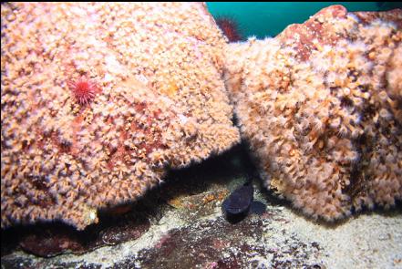 lingcod and zoanthid-covered boulders