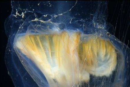 some kind of jellyfish