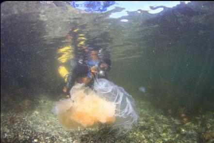 jellyfish near entry-point