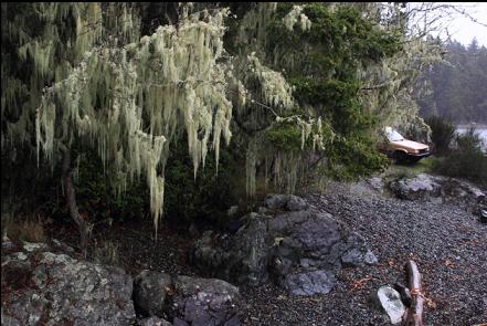 spanish moss and parking at the end of the lane