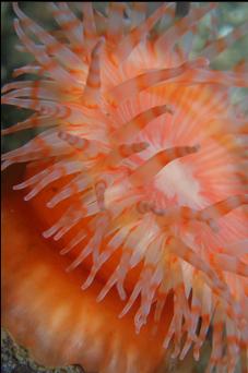 SWIMMING ANEMONE