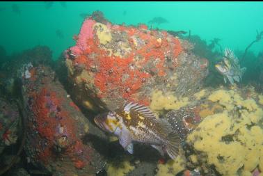 copper rockfish