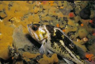 COPPER ROCKFISH AND YELLOW COLONIAL ASCIDIANS