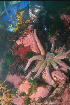 SUNFLOWER STAR IN SHALLOWS