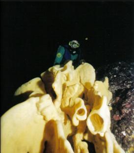 DIVER BEHIND CLOUD SPONGE