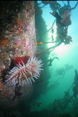 fish-eating anemone