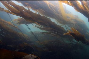 bull kelp