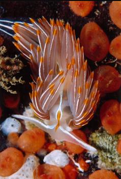 NUDIBRANCH