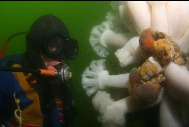 plumose anemones and tunicates in colourful area