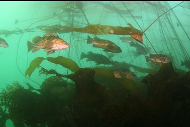 copper rockfish in kelp