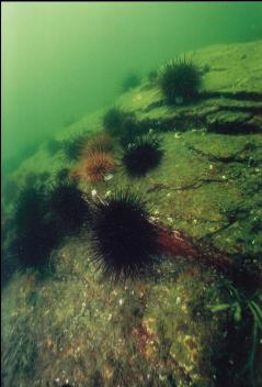 URCHINS ON ROCKS