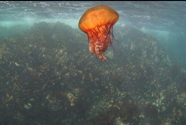 jellyfish near boat