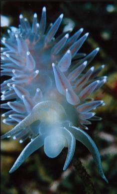 NUDIBRANCH