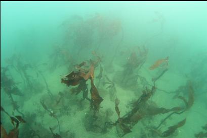 stalked kelp on small rocks